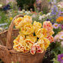 Foxy Foxtrot, Tulip - 10 Bulbs thumbnail number null